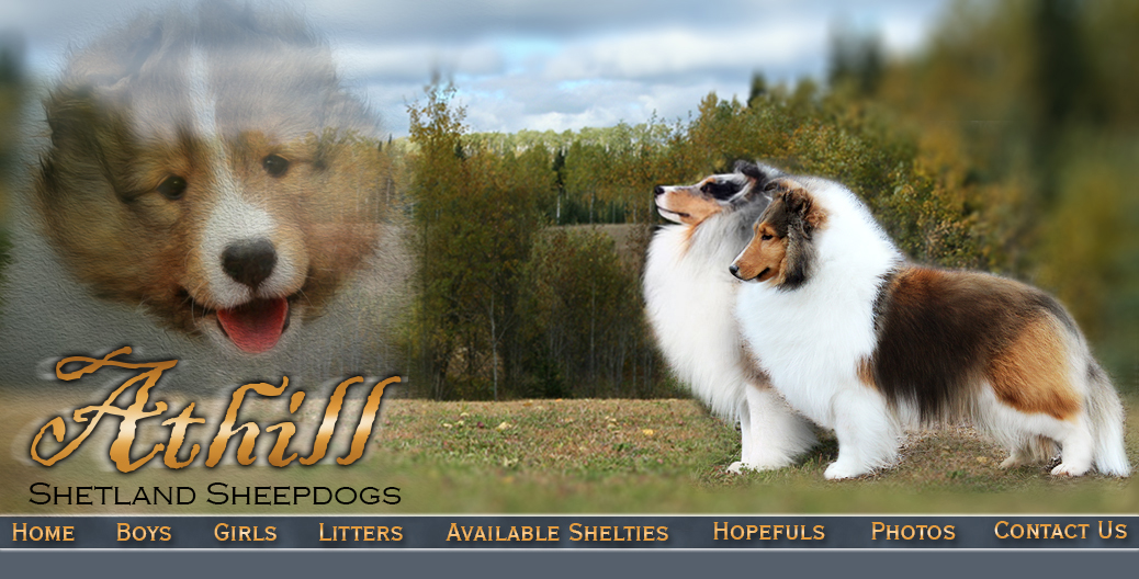Welcome To Athill Shelties :: Thunder 