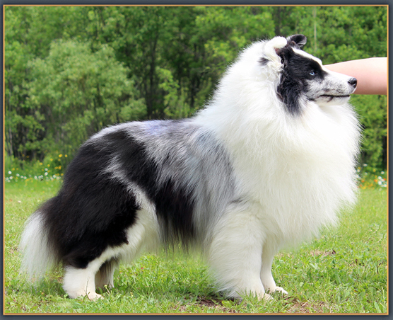 athill shelties