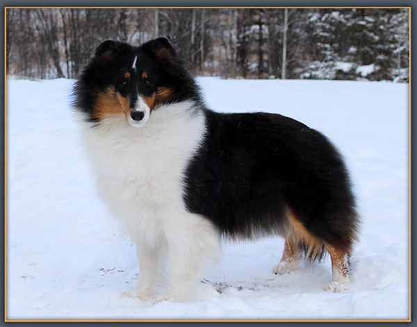 athill shelties